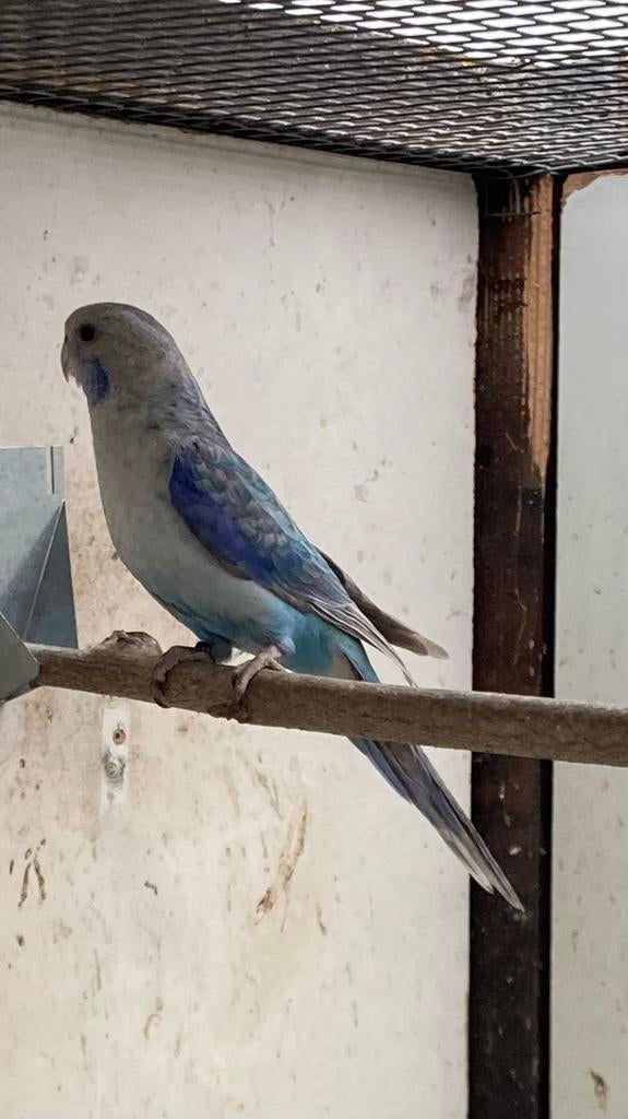 Rosella in blauw pastel split zwart en opaline, Dieren en Toebehoren, Vogels | Parkieten en Papegaaien, Mannelijk, Parkiet, Geringd