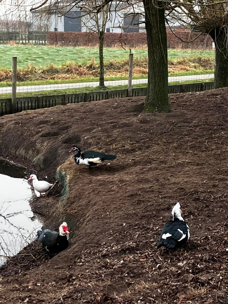 Barbarie eenden, Dieren en Toebehoren, Meerdere dieren, Eend