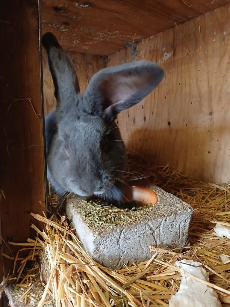 Blauwe Vlaamse reuzen te koop rammen