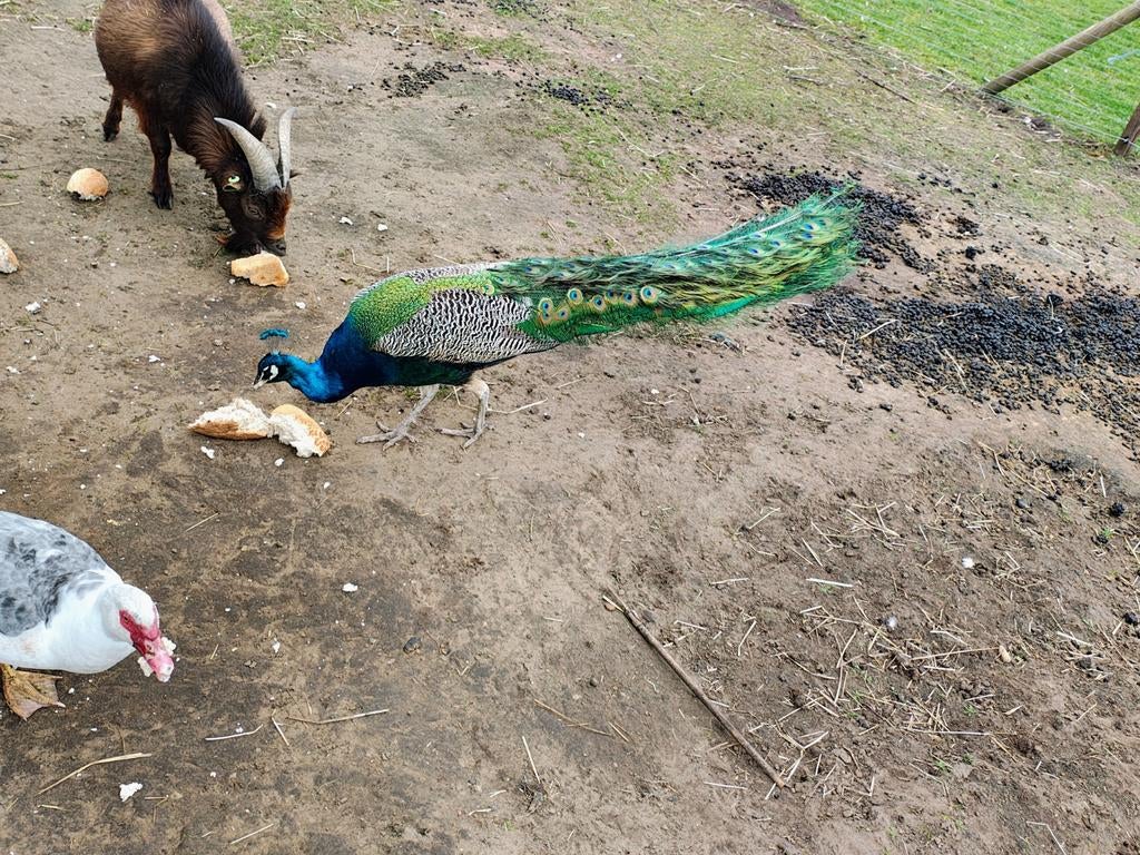 Prachtige pauw haan, Dieren en Toebehoren, Mannelijk