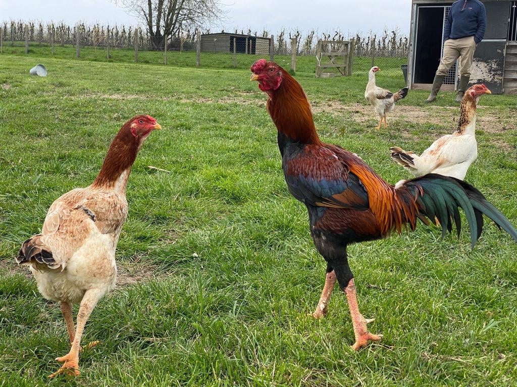 Indio gigante : œufs à couver    Le plus grand coq du monde, Animaux & Accessoires, Volatiles, Poule ou poulet, Plusieurs animaux