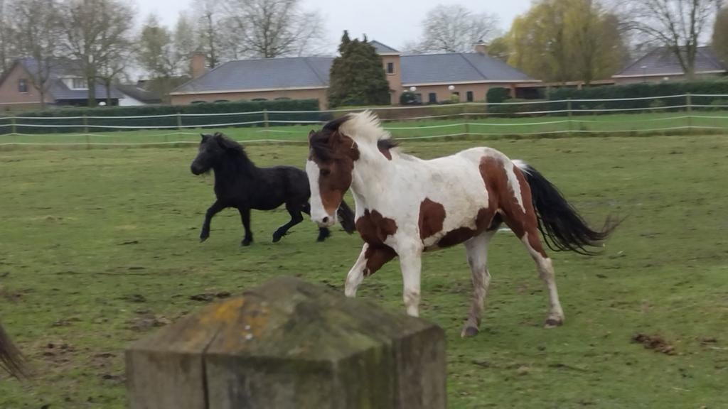 D pony fok/draagmerrie of voor gezelschap, Dieren en Toebehoren, Pony's, Merrie