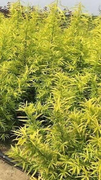 Salix udensis 'Golden Sunshine', Enlèvement