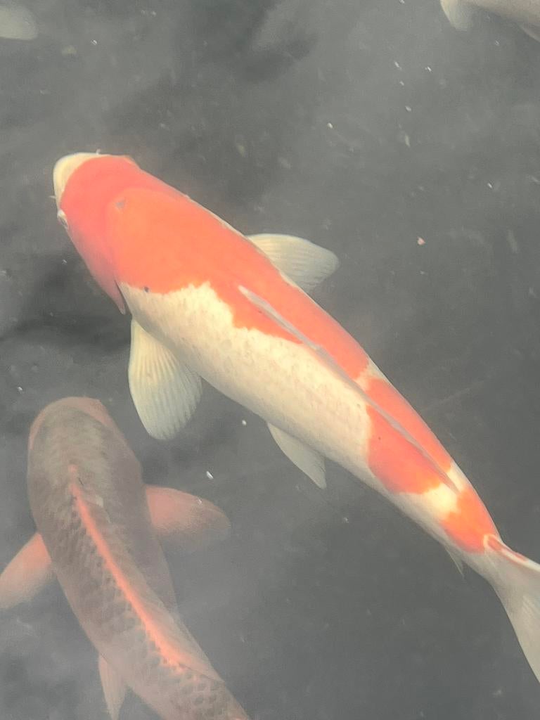 Japanse koi 45 cm kohaku, Dieren en Toebehoren