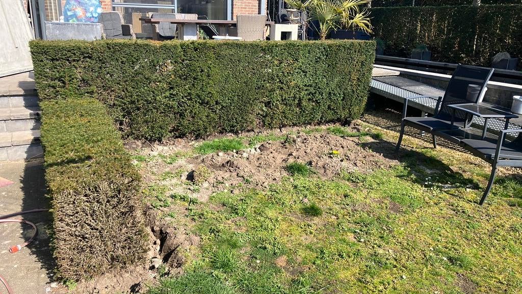 Haies d'ifs de 60 cm, 120 cm, Jardin & Terrasse, Enlèvement, Utilisé