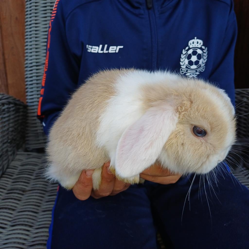 Minilop x nhd konijntjes, Dieren en Toebehoren, Konijnen, Dwerg, Hangoor