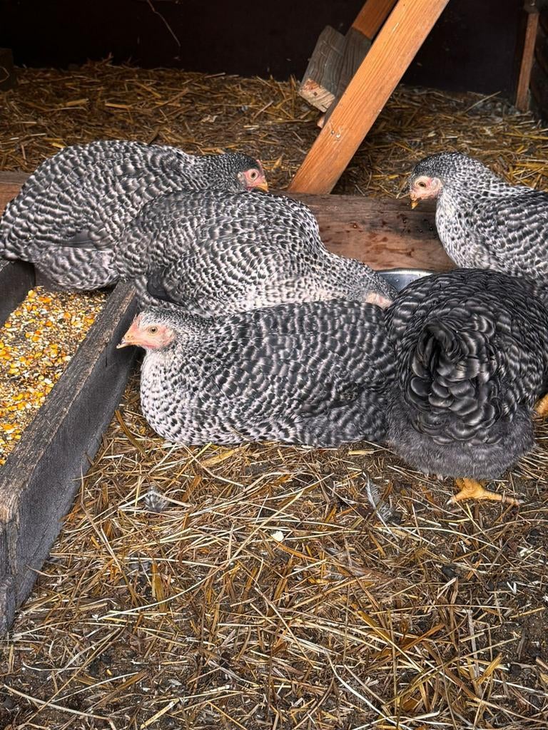 hollandse blauwe legkippen, Dieren en Toebehoren, Pluimvee, Kip