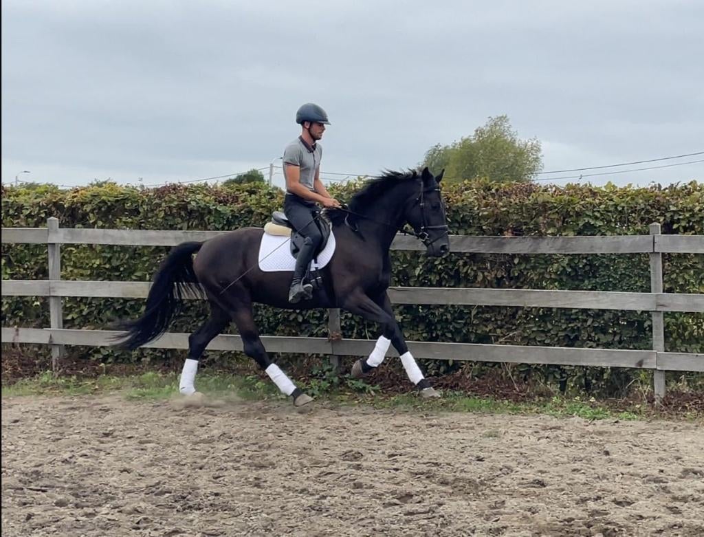 Prachtige 4j Total hope x Sandro hit, Dieren en Toebehoren, Paarden, Ruin, Zadelmak, 165 tot 170 cm, 3 tot 6 jaar, Dressuurpaard