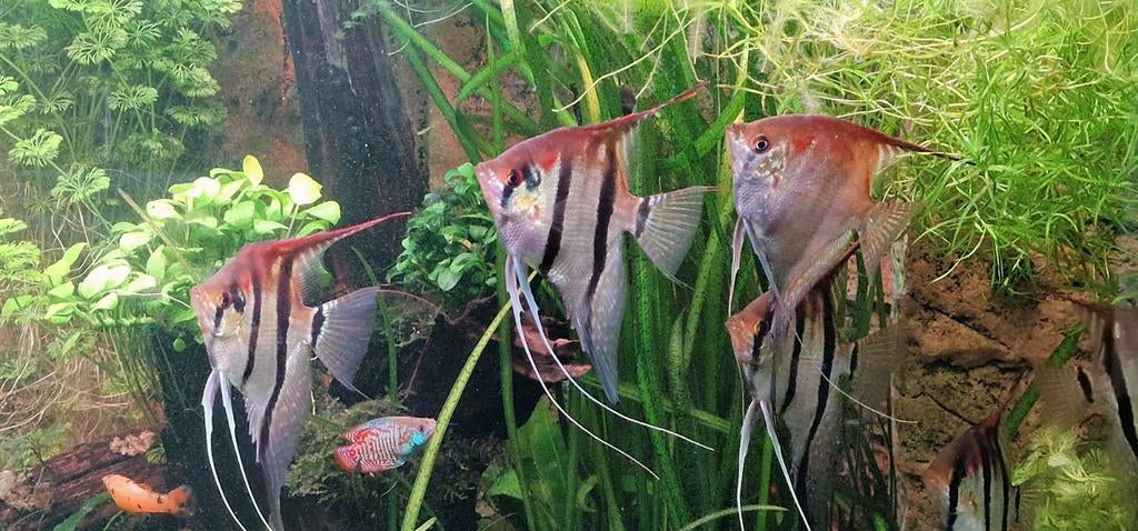 Prachtige volwassen maanvissen  Scalare Manacapuru Red Back, Dieren en Toebehoren, Vissen | Aquariumvissen