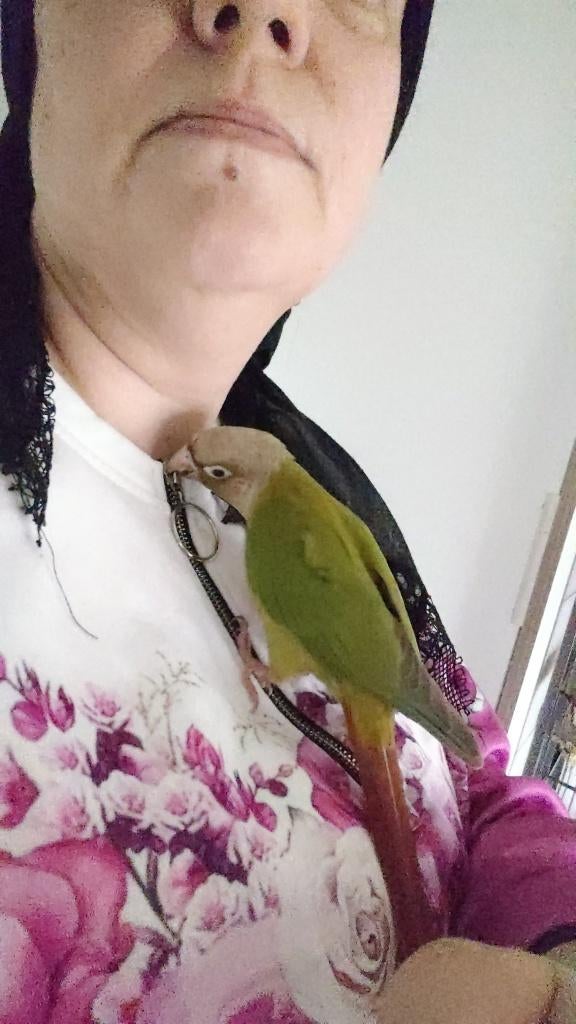 Pyhurra tam, Dieren en Toebehoren, Vrouwelijk, Parkiet, Tam