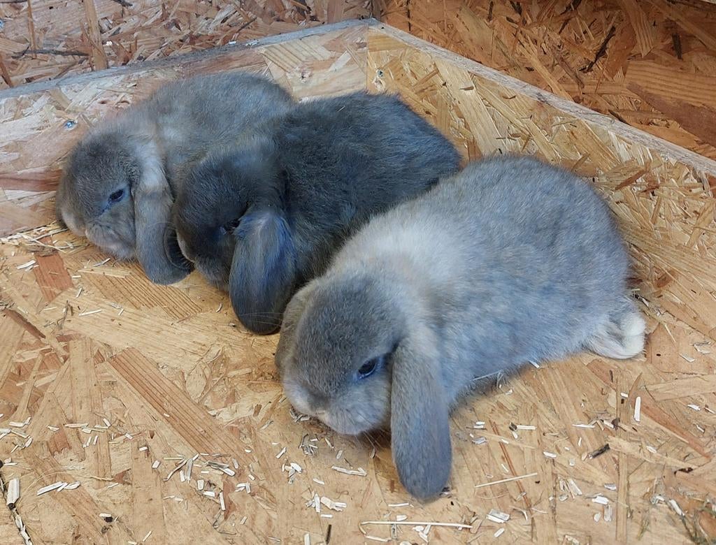 Nederlandse hangoor dwergkonijnen. Hangoor. Dwergkonijn, Dieren en Toebehoren, Konijnen, Hangoor