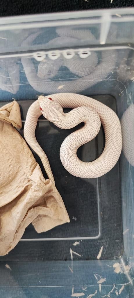 Serpent à nez crochu Super Yéti, Animaux & Accessoires