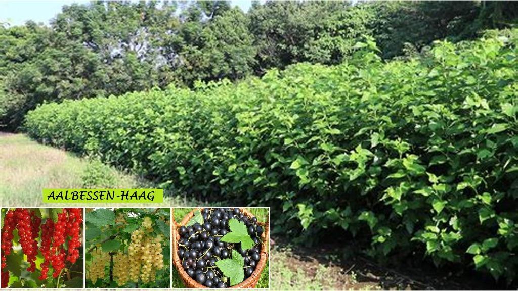 MOOIE RODE TROSBES-STRUIKEN, ACTIE ! 5 STUKS VOOR 15€, Volle zon, Vaste plant, Ophalen of Verzenden, Fruitplanten