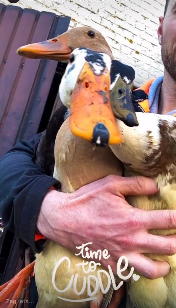 Broedeieren Indische loopeend