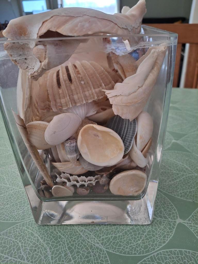 Glazen vaas met verzameling van schelpen in., Ophalen, Gebruikt