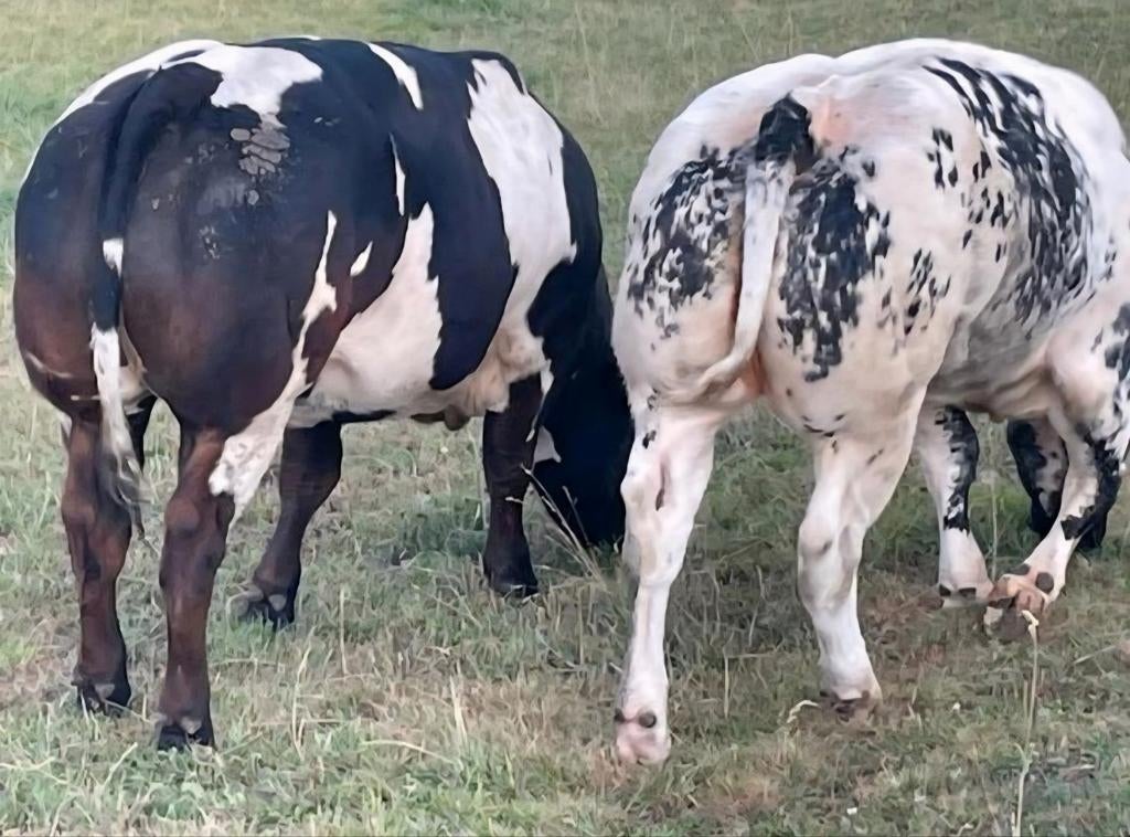Ferme, ferme, maison avec prairie