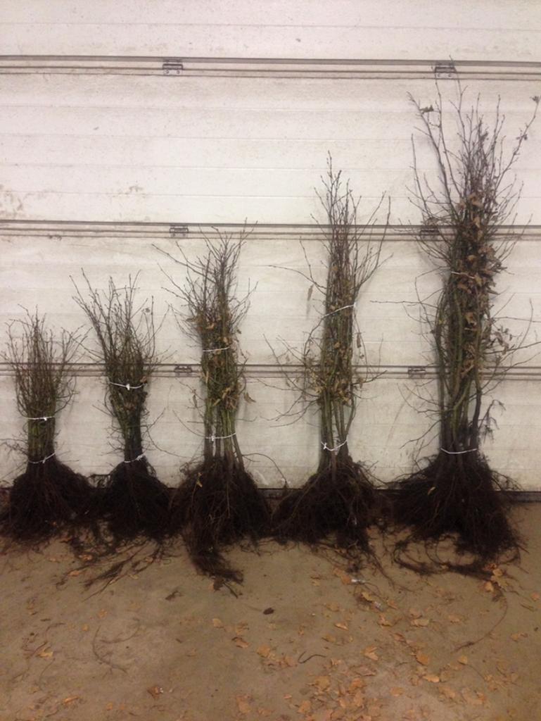 Carpinus betulus Hornbeam, Jardin & Terrasse, Enlèvement