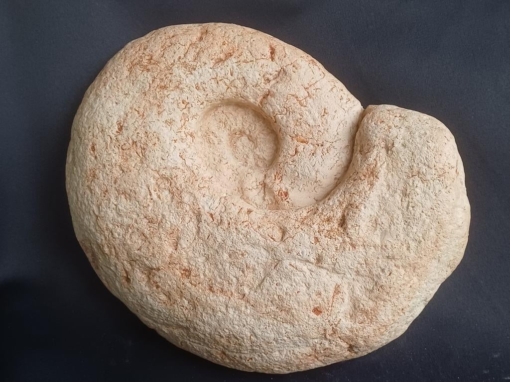 Ammonite en provenance de France - formulaire séparé, Enlèvement ou Envoi, Fossile