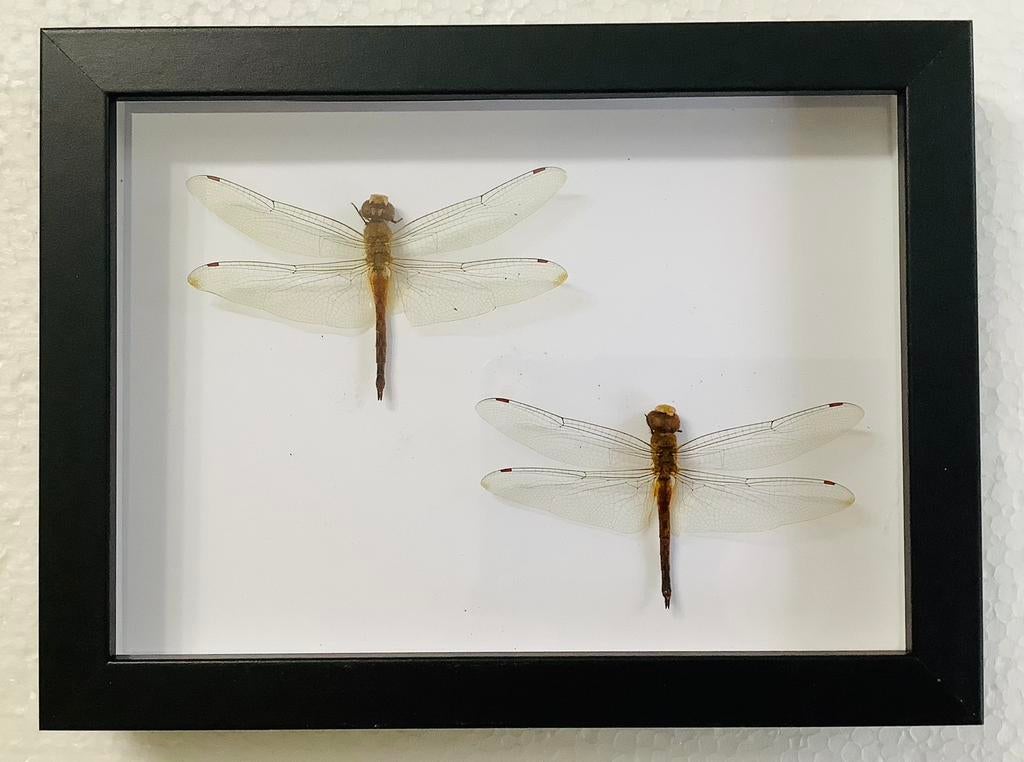 2 libellen in NIEUW kader, Ophalen of Verzenden, Nieuw