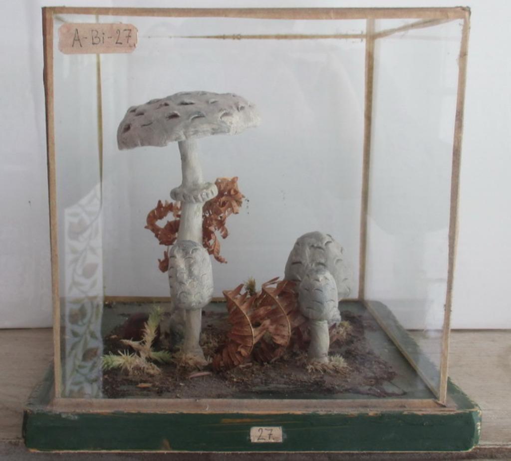 oude botanische modellen paddestoelen in grote glazen box, Antiek en Kunst, Verzenden