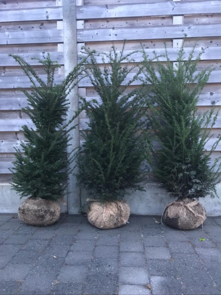 Taxus baccata sous toutes ses formes et tailles, Jardin & Terrasse, Enlèvement, Taxus, Haie