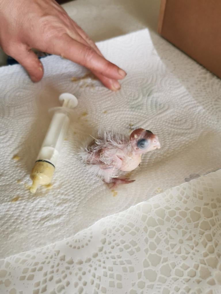 Zeer tamme en bijzonder lieve Valkparkieten