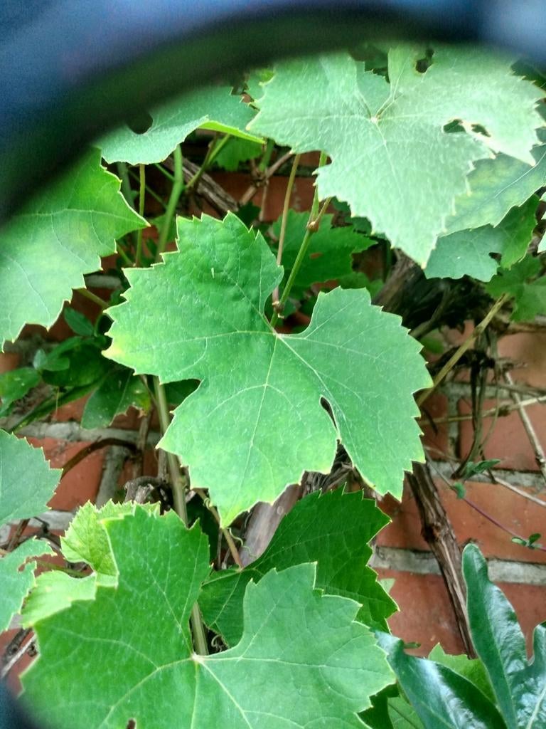 Druivenbladeren, Ophalen