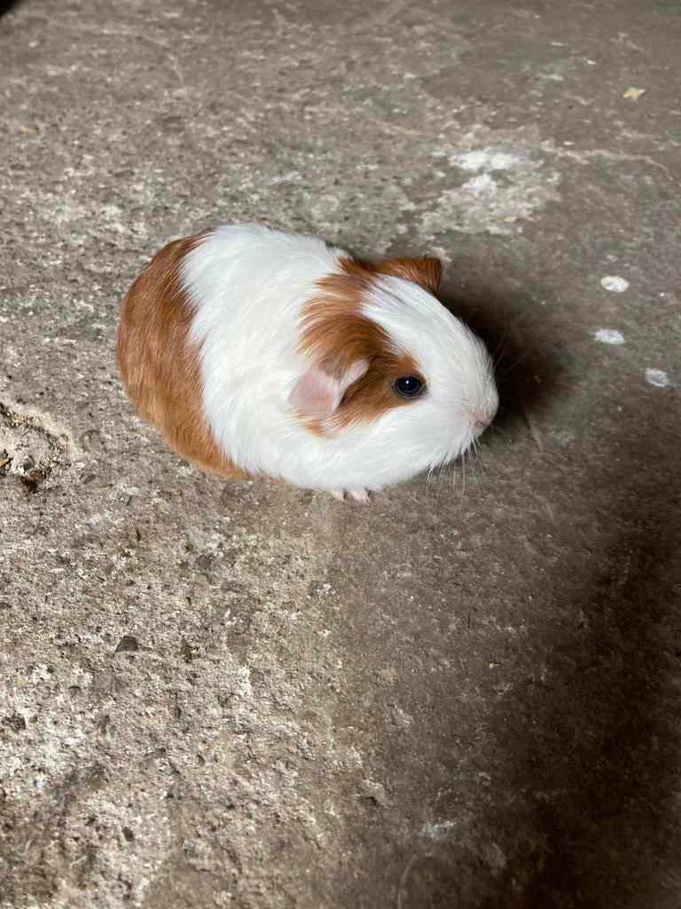 Sheltie cavia beertje te reserveren., Maart, Cavia