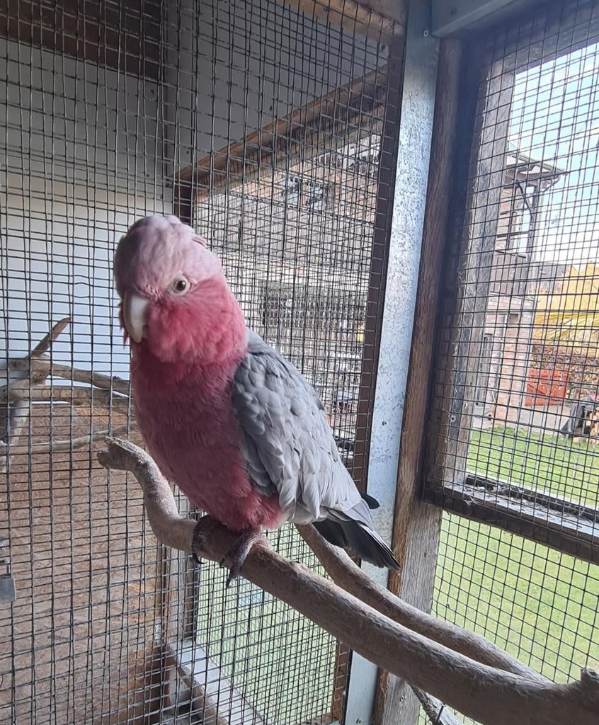 Gezocht  roze kaketoe pop, Dieren en Toebehoren, Geringd