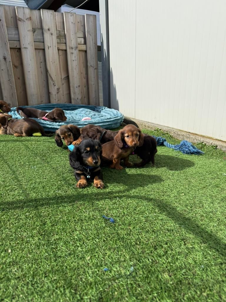 Prachtige langharige dwergteckel pups, Dieren en Toebehoren, Honden | Teckels en Dashonden, Parvo, België, 8 tot 15 weken, Dwerg