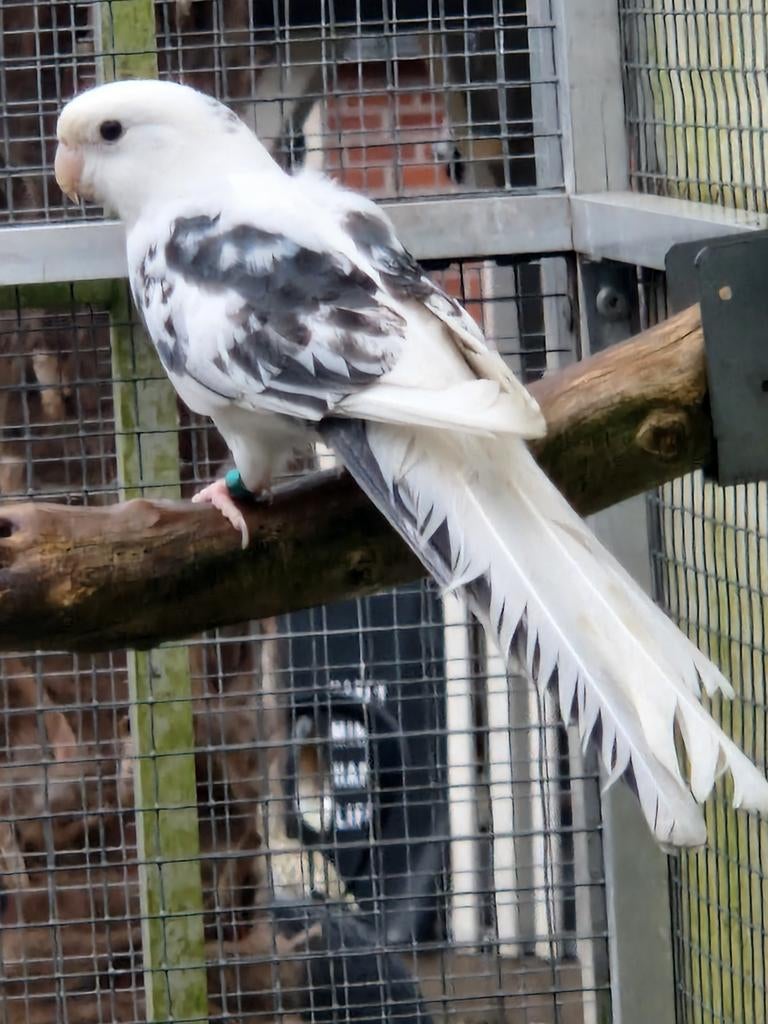 Fanion coloré bleu '25, Mâle, Perruche, Bagué