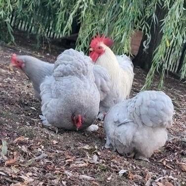 Cochin kriel hennetjes en haantjes mogen ook appart weg, Dieren en Toebehoren, Pluimvee