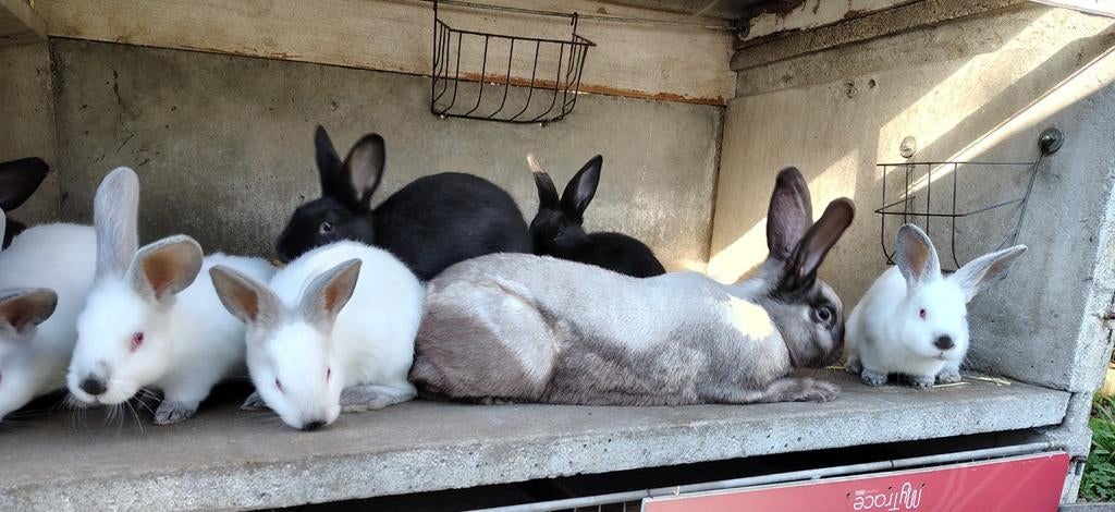 Jonge konijnen , 7 stuks, Dieren en Toebehoren, Konijnen