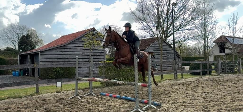 Prachtige merrie, Animaux & Accessoires, Chevaux, Jument, Moins de 160 cm, 3 à 6 ans, Avec pedigree, Avec puce électronique, Vermifugé