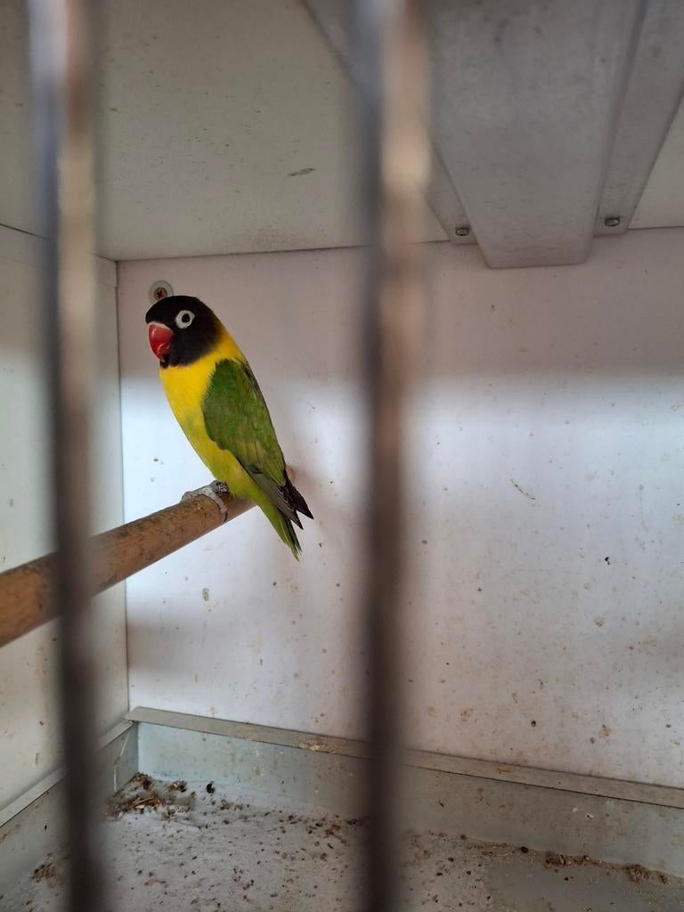 Agapornis personata, Dieren en Toebehoren, Vogels | Parkieten en Papegaaien, Mannelijk, Dwergpapegaai of Agapornis, Geringd