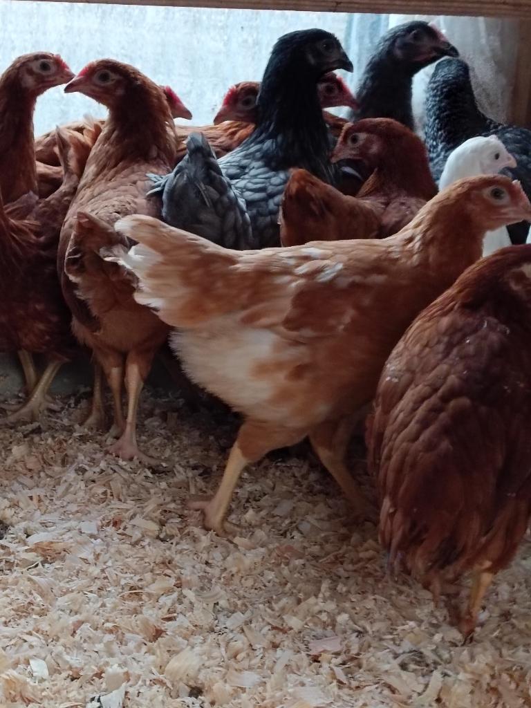 pondeurs colorée/ poules traditionnels à des prix abordables, Femelle, Poule ou poulet