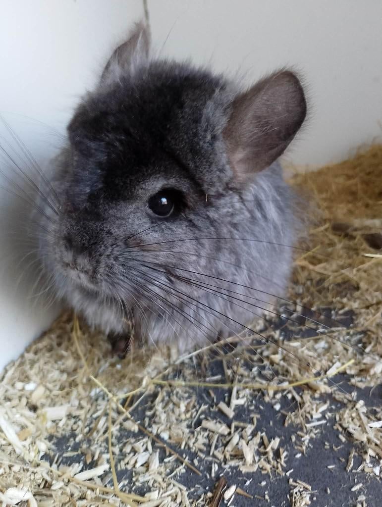 Chinchilla's, Dieren en Toebehoren, Knaagdieren, April, Mannelijk, Chinchilla