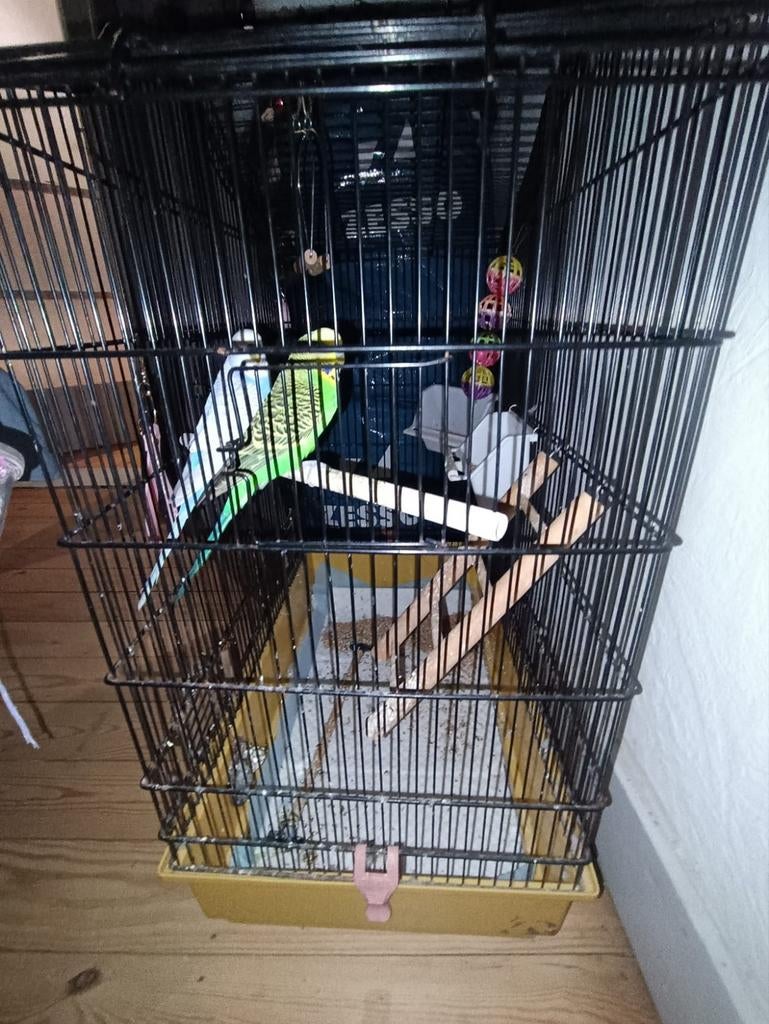 2 parkieten, Dieren en Toebehoren, Vogels | Parkieten en Papegaaien, Parkiet, Pratend