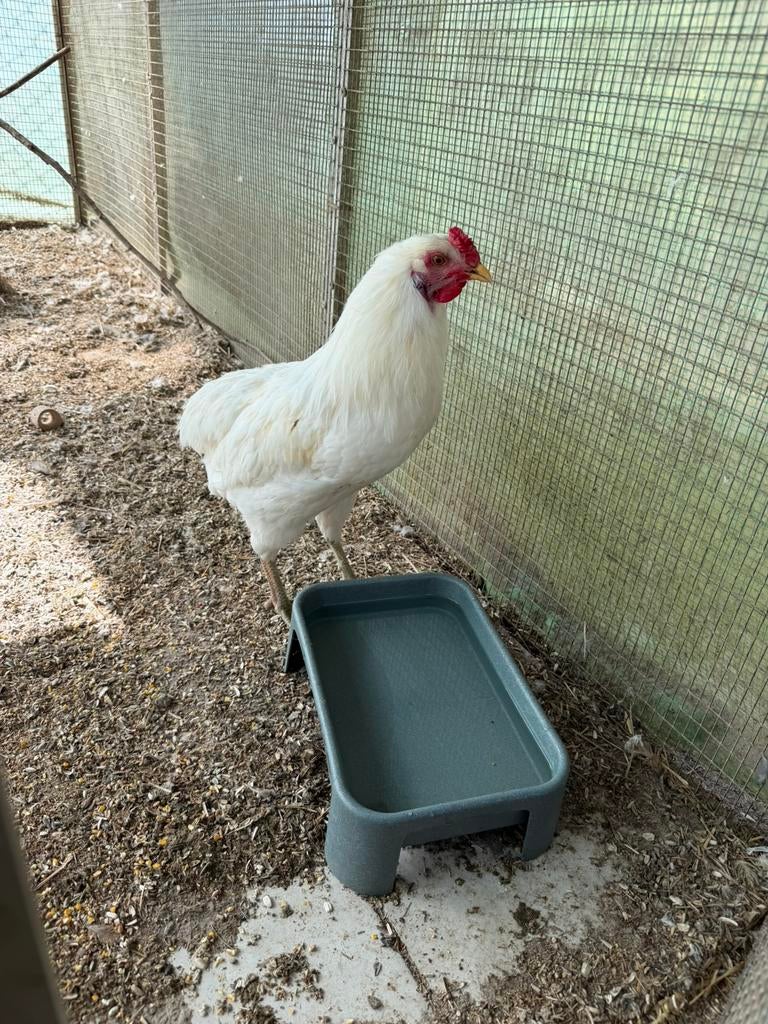 Coq araucana 5mois