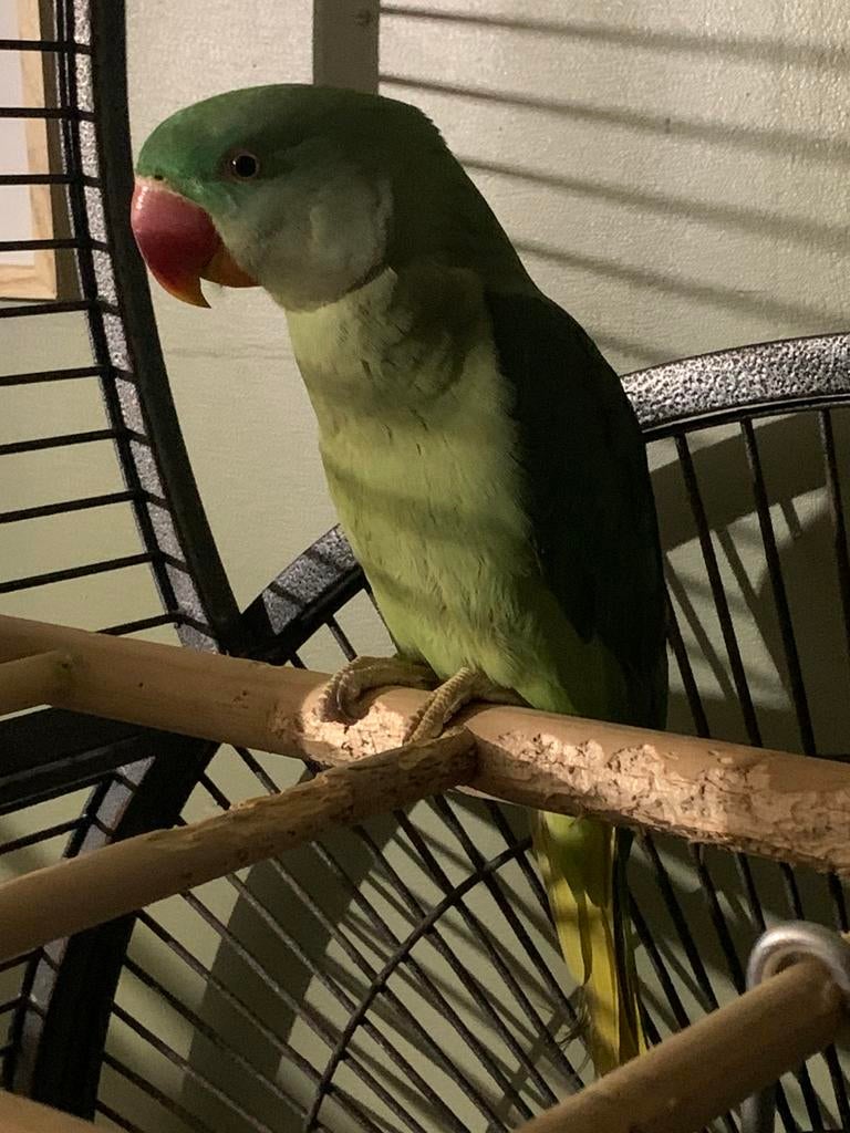 Alexander males de 8mois, Enlèvement