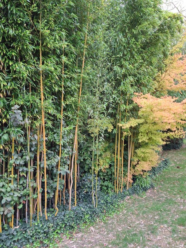 Bamboestokken gratis, Jardin & Terrasse, Enlèvement