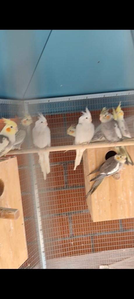 Jonge valkparkieten, Dieren en Toebehoren, Vogels | Parkieten en Papegaaien, Parkiet