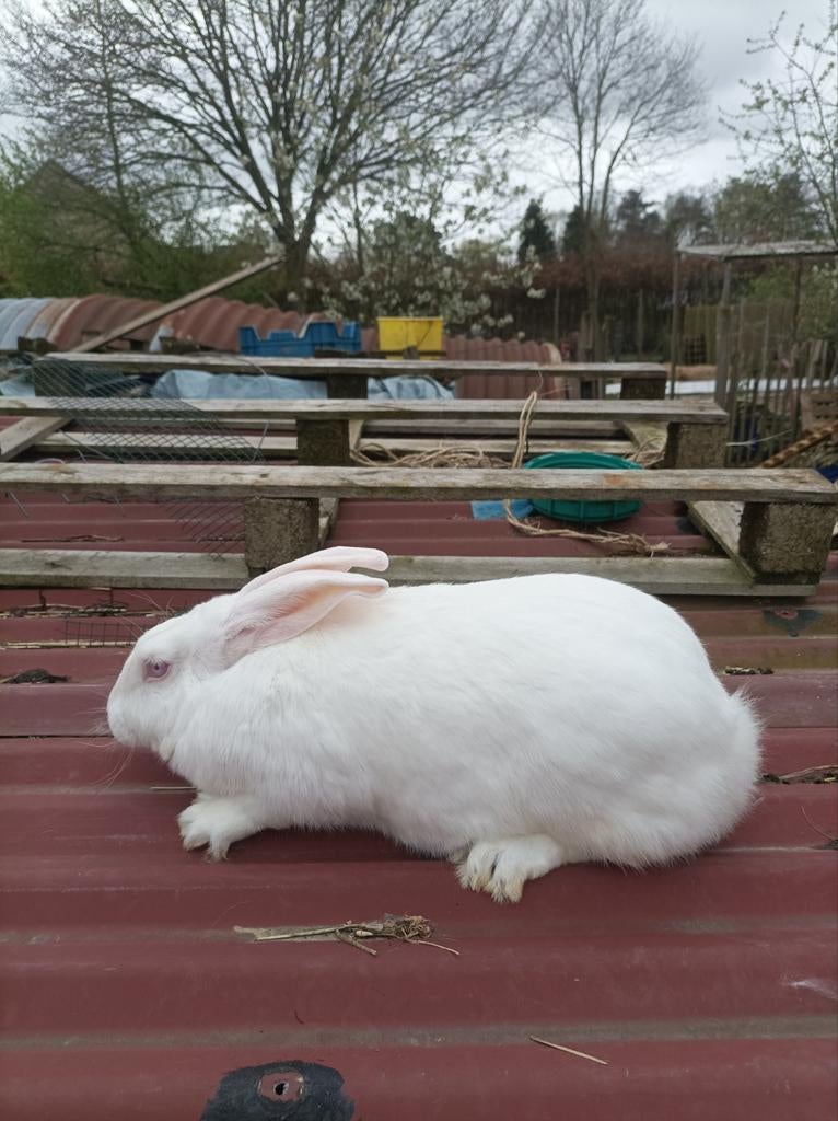 Konijn, Dieren en Toebehoren, Konijnen