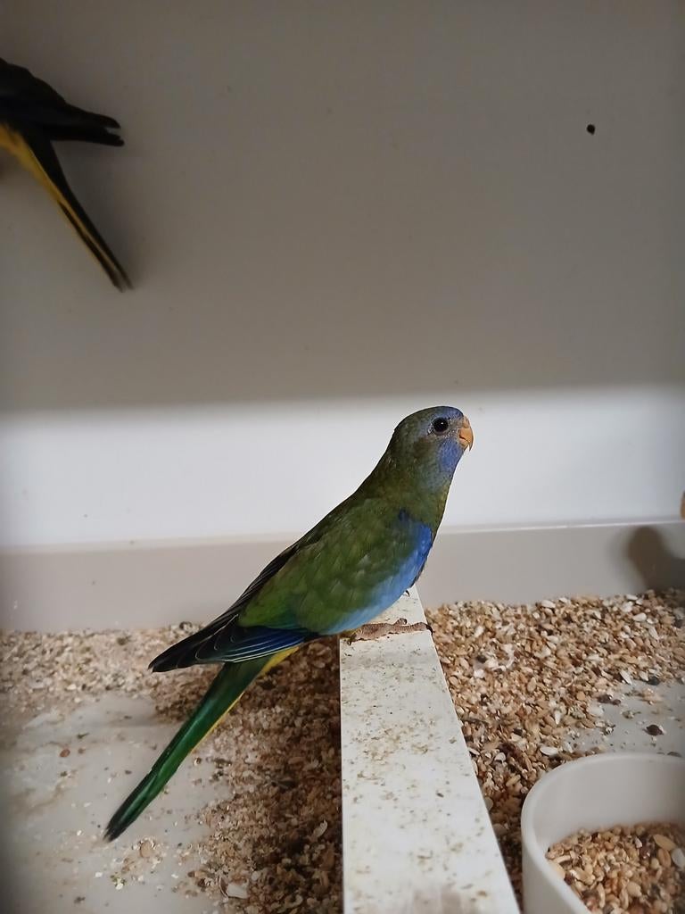 perruches splendides femelles 2025, Femelle, Perruche, Bagué