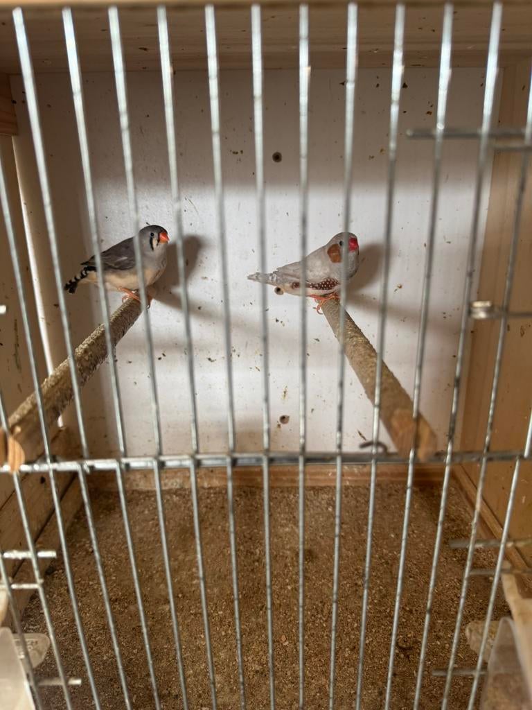 Te koop zebravinken koppel, Dieren en Toebehoren, Vogels | Kanaries