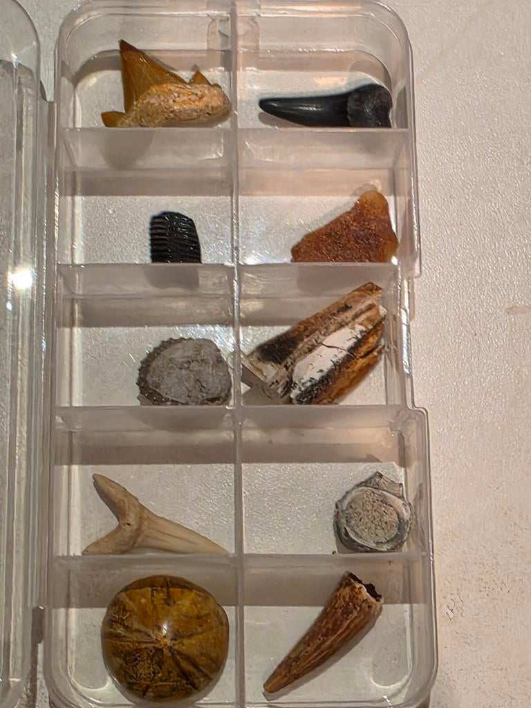 Lot de 10 petits fossiles, magnifiques dans une boîte., Enlèvement ou Envoi, Fossile