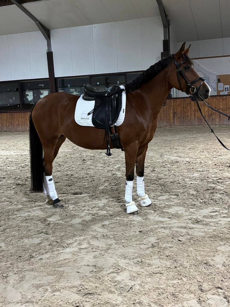 Brave wedstrijd pony (d), Enlèvement, Comme neuf