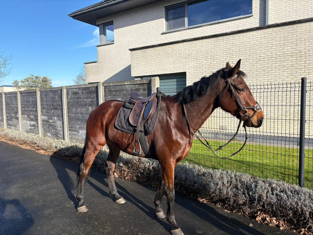 Reactief paardje, Animaux & Accessoires, Jument, Cheval de saut, Vermifugé