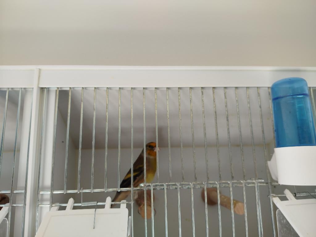 Verschillende kruisingen goede zangers, Animaux & Accessoires