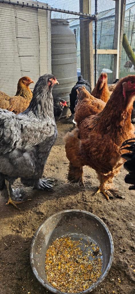 Broedeieren Brahma kippen, Dieren en Toebehoren, Pluimvee